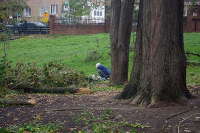 saw a few folks picking things from under the fallen roots