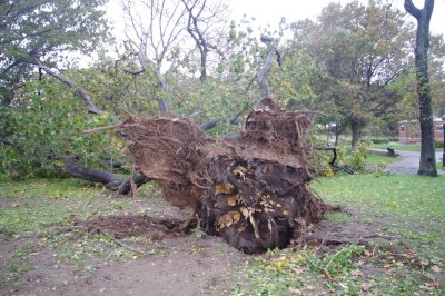 Root ball