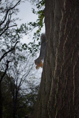 Brooklyn Squirrel eating a bagel?