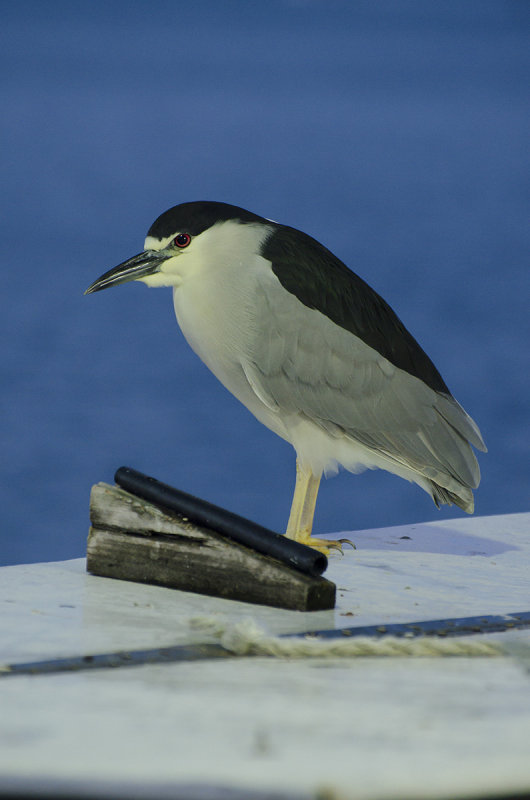 Night Heron at Harts Landing