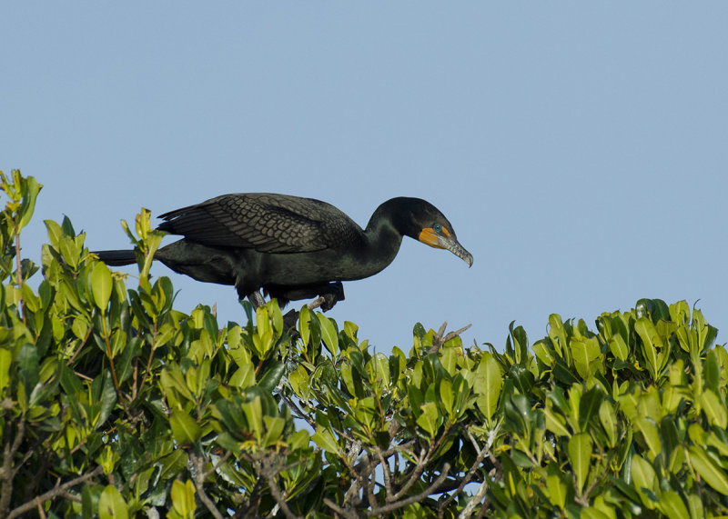 Cormorant