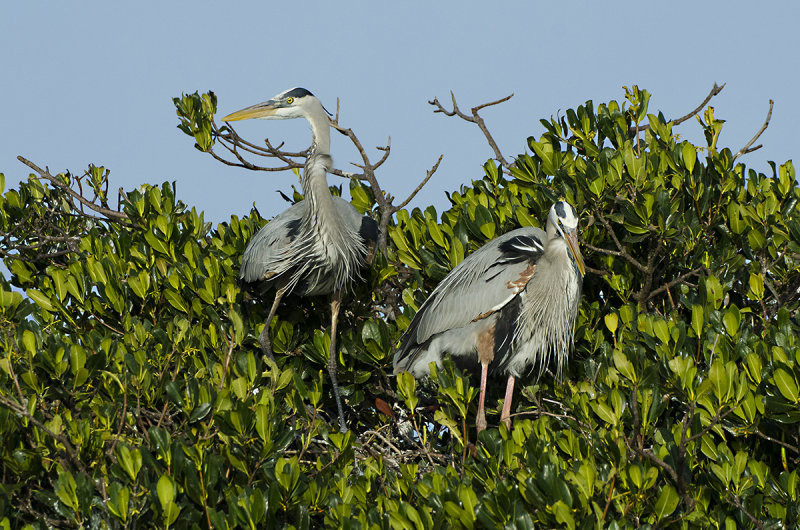 Wind Blown Herons