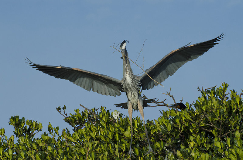Heron With A Stick