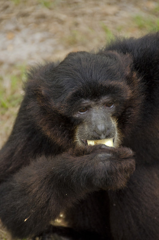 Yum. . . Banana!