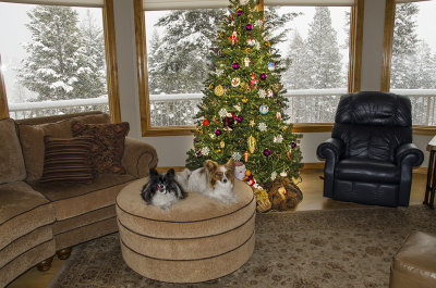 2012 Holidays in Montana