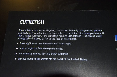 Description of Cuttlefish