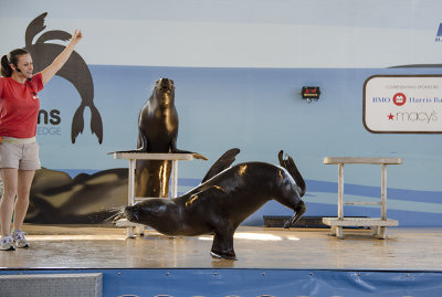 One of the 3 Patagonian sea lions Stella, Rose and Kitty 