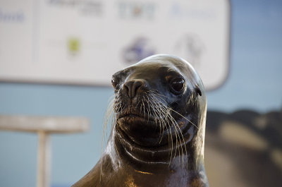 One of the 3 Patagonian sea lions Stella, Rose and Kitty 