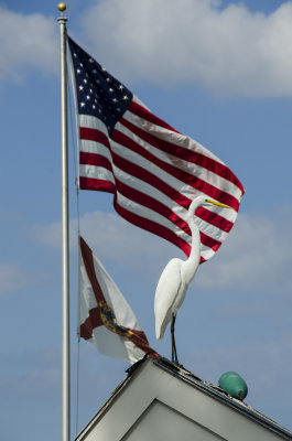 A Patriotic Egret