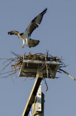 Osprey Landing