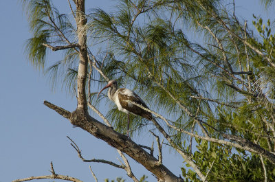 Young Ibis