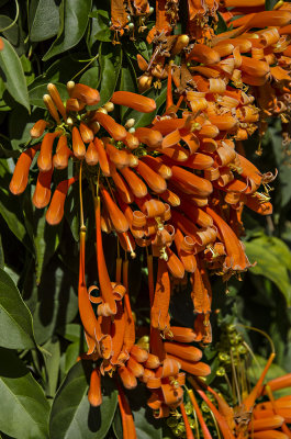 Marie Selby Botanical Gardens