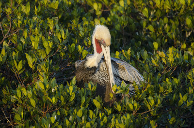 Pelican With Breeding Plumage