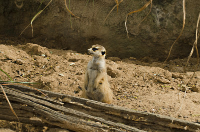 Meerkat