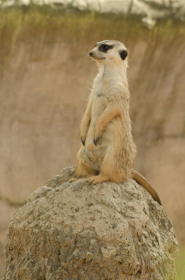 Meerkat