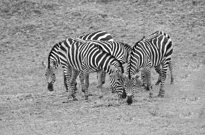 Zebra's In Black & White