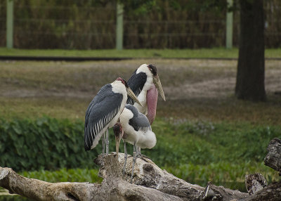 Marabou Stork