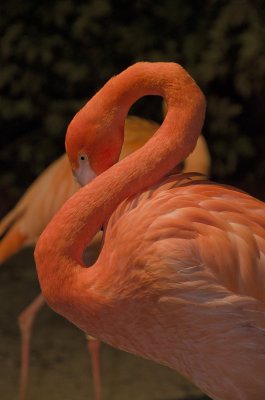 Flamingo at Night