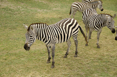 Zebra's.  Did you know they're actually brown and white?
