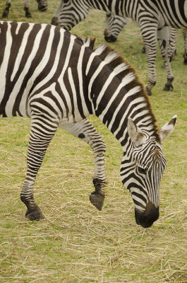 Lovely Zebra