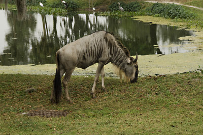 Wildebeest