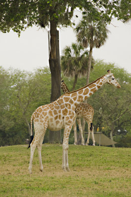 Giraffe on the Savanna