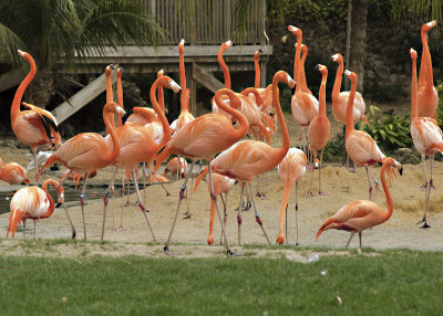 Flamingo Galore
