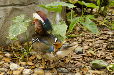 Mandarin Duck