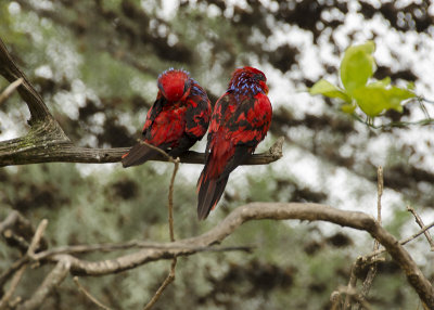 Two Red Lory