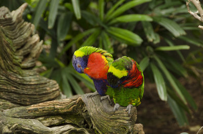 Green Naped Lory