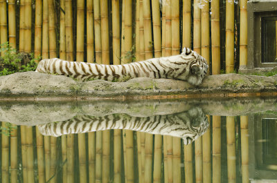 White Tiger Reflection