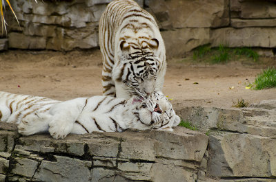 White Tiger Lovin