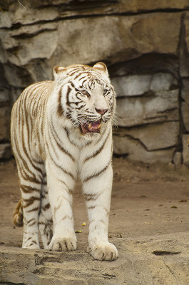 White Tiger