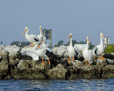 One Takes Off, Others Follow - White Pelicans