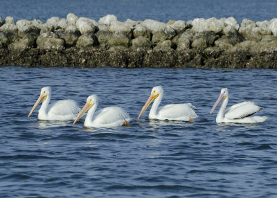 Four White Pelicans