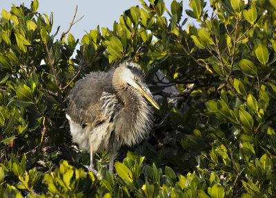 Young Blue Heron