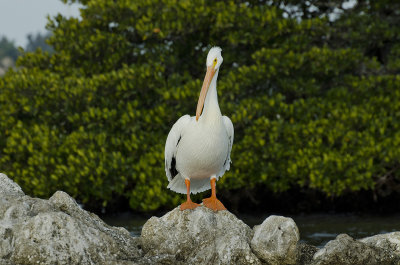 Lone White Pelican
