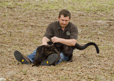 Magic the Black Leopard and the Owner cuddling