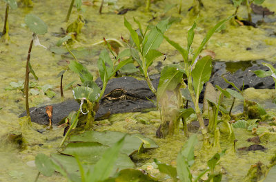 Camouflage Gator - Emeralda Marsh Conservation Area