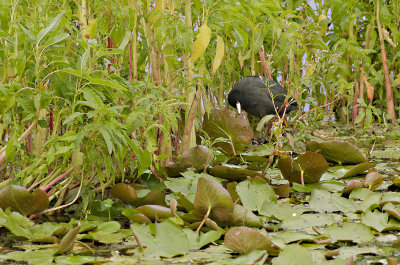 A Coot Maybe? -Emeralda Marsh Conservation Area 