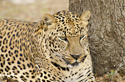 Lovely Leopard