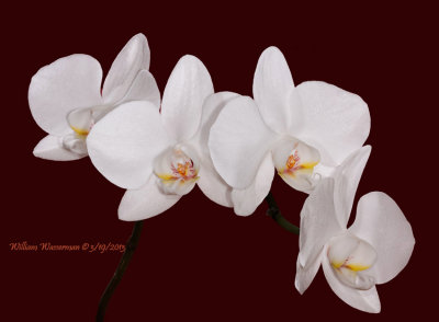 White Phalaenopsis
