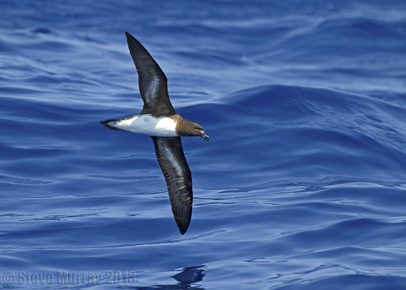 Tahiti Petrel (Pseudobulweria rostrata)