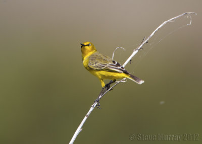 Yellow Chat (Epthianura crocea macgregori)