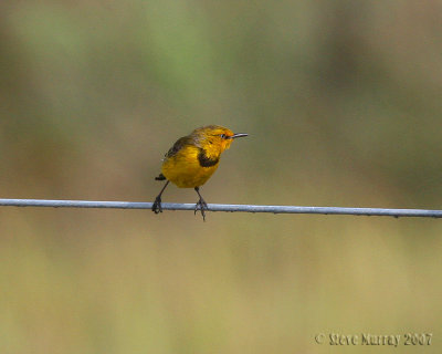 Yellow Chat (Epthianura crocea macgregori)