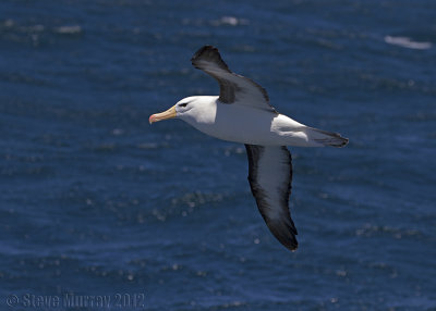 Black-browed Albatross (Thalassarche melanophris)