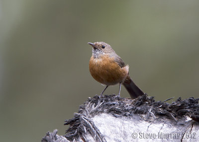 Rockwarbler