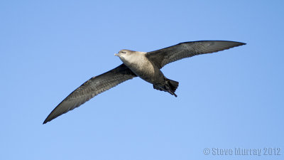 Short-tailed Shearwater (Ardenna tenuirostris)