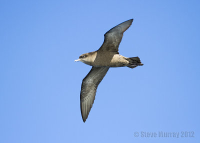 Short-tailed Shearwater (Ardenna tenuirostris)