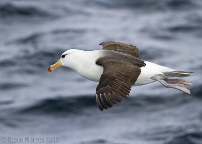 Black-browed Albatross (Thalassarche melanophris)